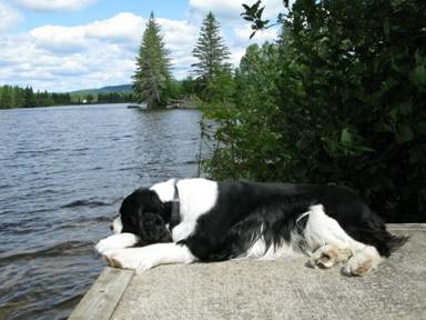 English Springer Spaniel image: Karmadi's Working For A Living 'Trevor'