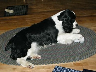 English Springer Spaniel image: Karmadi's Working For A Living 'Trevor'