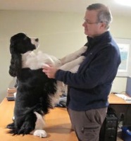 English Springer Spaniel image: Karmadi's Working For A Living