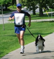 English Springer Spaniel image: Karmadi's Working For A Living