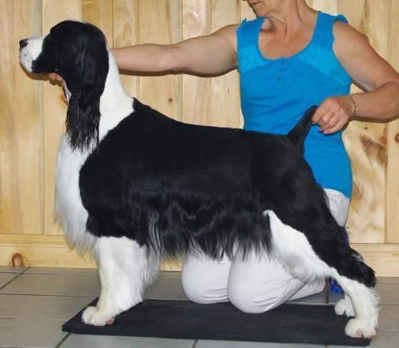 English Springer Spaniel image: Karmadi's Working For A Living