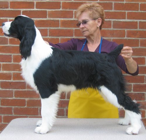 English Springer Spaniel image: Karmadi's Working For A Living 'Trevor'