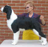 English Springer Spaniel image: Karmadi's Working For A Living 'Trevor'