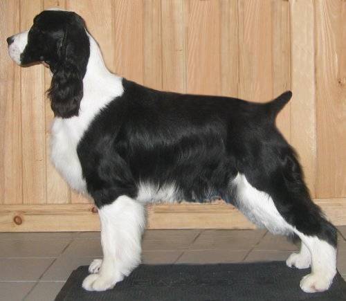 English Springer Spaniel image: Karmadi's Working For A Living 'Trevor'