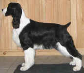English Springer Spaniel image: Karmadi's Working For A Living 'Trevor'
