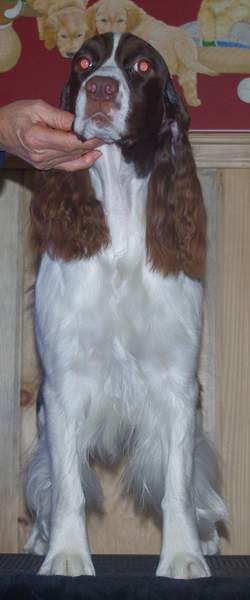 English Springer Spaniel image: 'Turner'