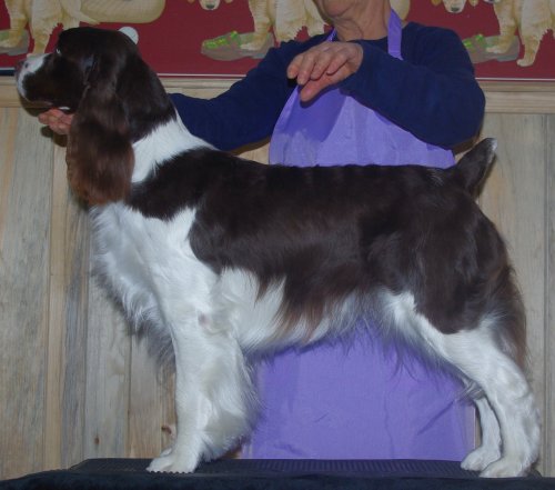 English Springer Spaniel image: 'Turner'
