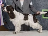 Wallylama's Better Than Diamonds