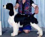 English Springer Spaniel Photo: Zachary
