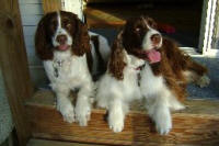 Zoe and springer friend