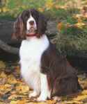 English Springer Spaniel image:  Karmadi's Only In America CD