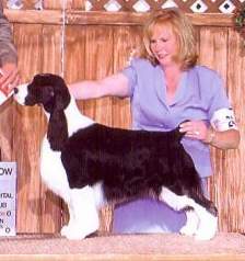 Enlglish Springer Spaniel: MBIS BISS A/C Ch Karmadi's Madam President