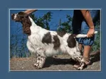 CH Waternymph's Secret Of The Magic Potion at a dog show in Quebec