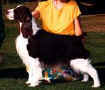 English Springer Spaniel image:  Am Can Ch Tasmara's Cruise Control