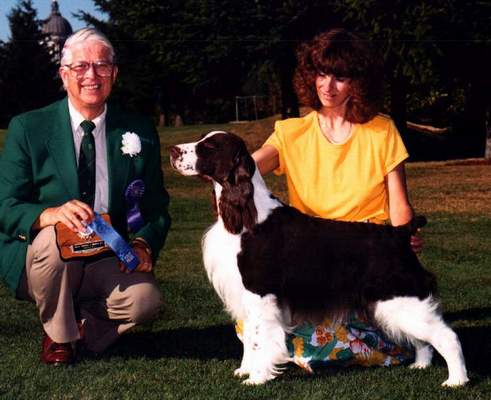 English Springer Spaniel image:  Ch Tasmara's Cruise Control 'Cruiser'