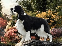English Springer Spaniel, Karmadi's Star Bright Star Light, standing outside in the flower garden