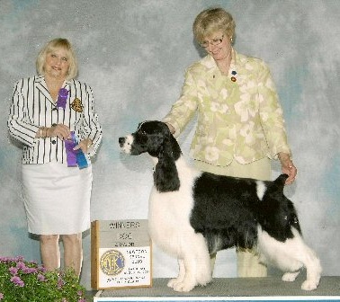 English Springer Spaniel image: Am Ch Kirwin Midnight Special 'Bruce'