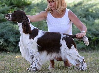 INT CH Lordsett Top Gun at a dog show