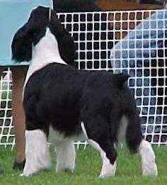 English Springer Spaniel image:  BIS BISS A/C Ch Karmadi's Madam President