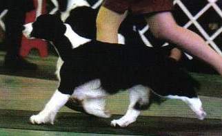 English Springer Spaniel image:  BIS BISS A/C Ch Karmadi's Madam President