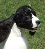 Enlglish Springer Spaniel: MBIS BISS A/C Ch Karmadi's Madam President
