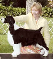 English Springer Spaniel image:  BIS BISS A/C Ch Karmadi's Madam President