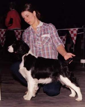 English Springer Spaniel image: Ch Northgate Tasmara Sarah Lea