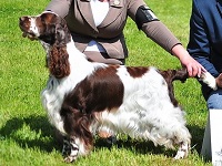 Peasblossom Heaven Sent at a dog show