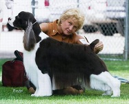 Englsih Springer Spaniel image: Am Ch Ramblewood's Johnny Be Goode