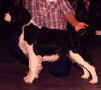 English Springer Spaniel image:  Can Ch Northgate's Tasmara's Sarah Lea