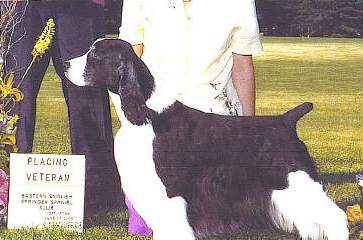 English Springer Spaniel image: Ch Vistah's Jovan Musk
