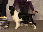 Can CH Waternymphs Cut On Th Bias at a dog show