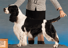 CH Waternymph's Secret Of The Magic Potion at a dog show